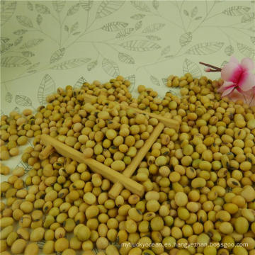 high protein Soybean soy beans